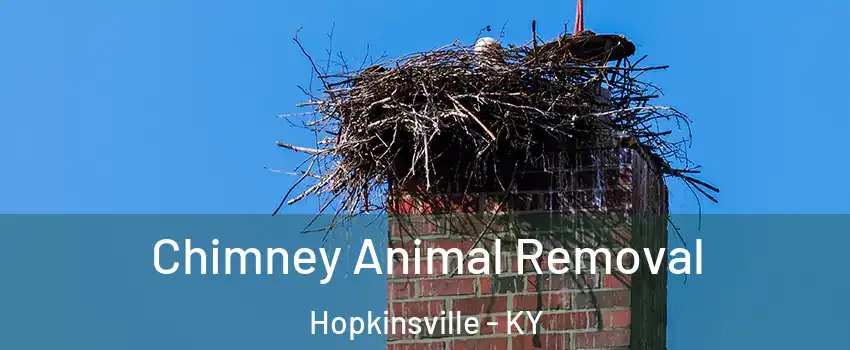  Chimney Animal Removal Hopkinsville - KY
