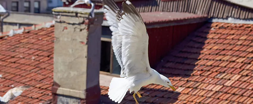 Residential Chimney Animal Removal Solution in Hopkinsville, KY